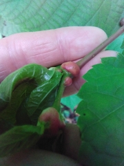 Didymomyia tiliacea