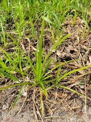 Carex muskingumensis