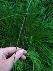 Carex paniculata