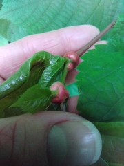 Didymomyia tiliacea