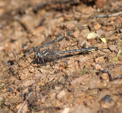 Phanogomphus borealis