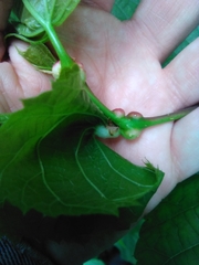Didymomyia tiliacea