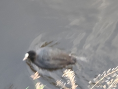 Fulica atra