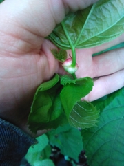 Didymomyia tiliacea