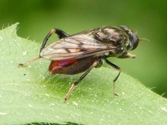 Chalcosyrphus libo