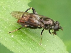 Chalcosyrphus libo