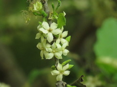 Randia obcordata