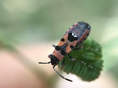 Horvathiolus guttatus
