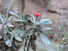 Kleinia fulgens