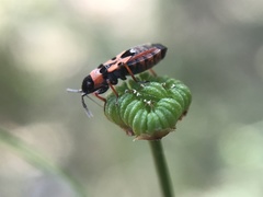 Horvathiolus guttatus