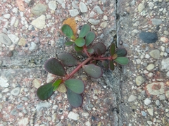 Portulaca oleracea