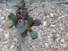 Portulaca oleracea