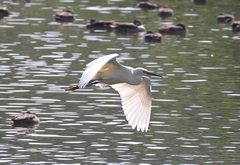 Egretta garzetta dimorpha