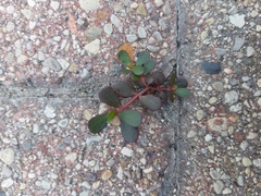 Portulaca oleracea