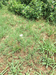 Zephyranthes chlorosolen