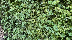 Chrysosplenium oppositifolium