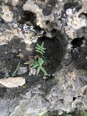 Pellaea glabella