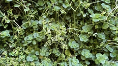 Chrysosplenium oppositifolium