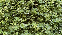 Chrysosplenium oppositifolium