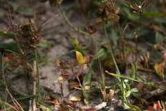 Tephrosia radicans