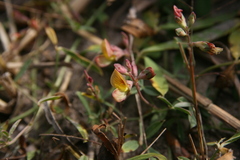 Tephrosia radicans