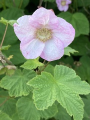 Rubus × fraseri