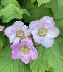 Rubus × fraseri