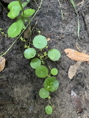 Variety Hydrocotyle verticillata verticillata · iNaturalist