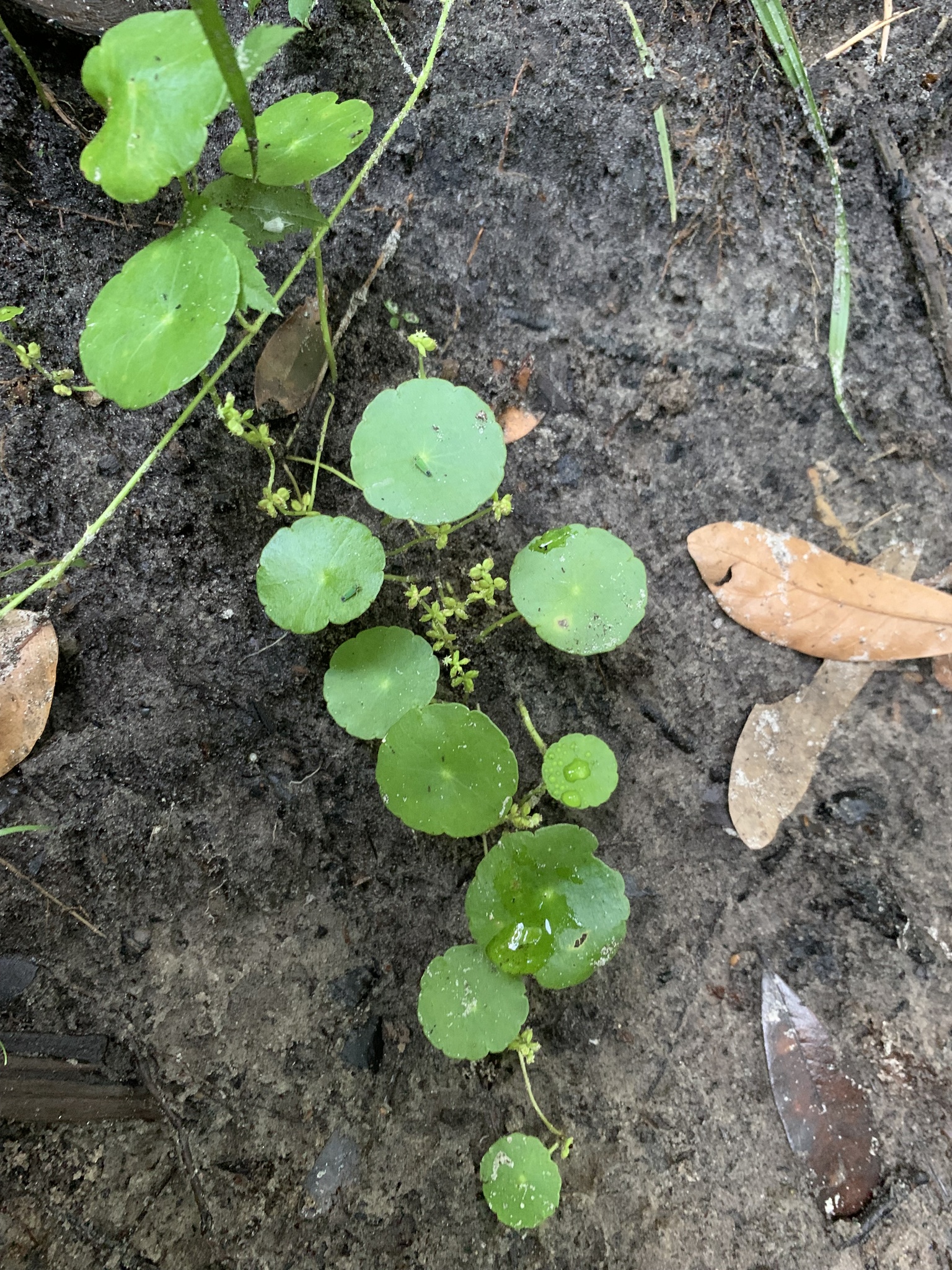 Hydrocotyle verticillata var. verticillata