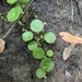 Hydrocotyle verticillata verticillata - Photo (c) Adam Arendell, some rights reserved (CC BY-NC), uploaded by Adam Arendell