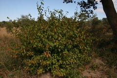 Croton longipedicellatus longipedicellatus