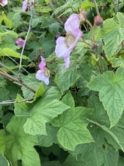 Rubus × fraseri