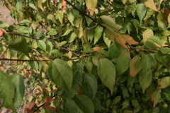 Croton longipedicellatus longipedicellatus