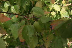 Croton longipedicellatus longipedicellatus