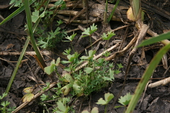 Marsilea vera