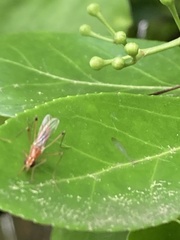 Compsobata