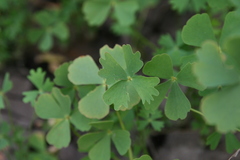 Marsilea vera