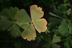 Marsilea vera