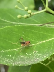 Compsobata