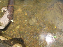 Carcinoscorpius rotundicauda