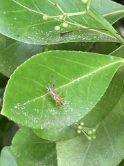 Compsobata