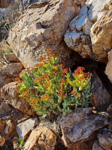 Crassula brevifolia image