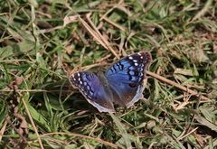 Junonia rhadama