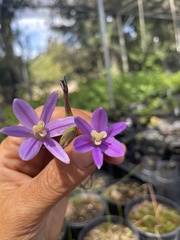 Brodiaea leptandra