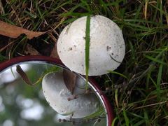 Amanita ananiceps