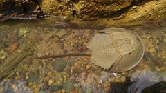 Carcinoscorpius rotundicauda