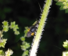 Grypocoris stysi