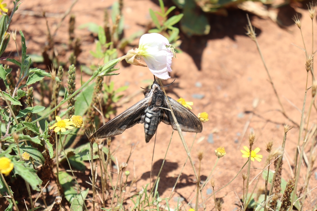 Wild Cherry Sphinx