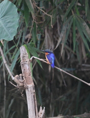 Corythornis vintsioides