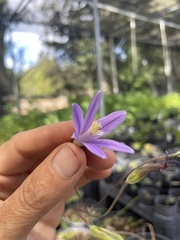 Brodiaea leptandra